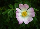 Eddie Sherwood_  Dog Rose.jpg